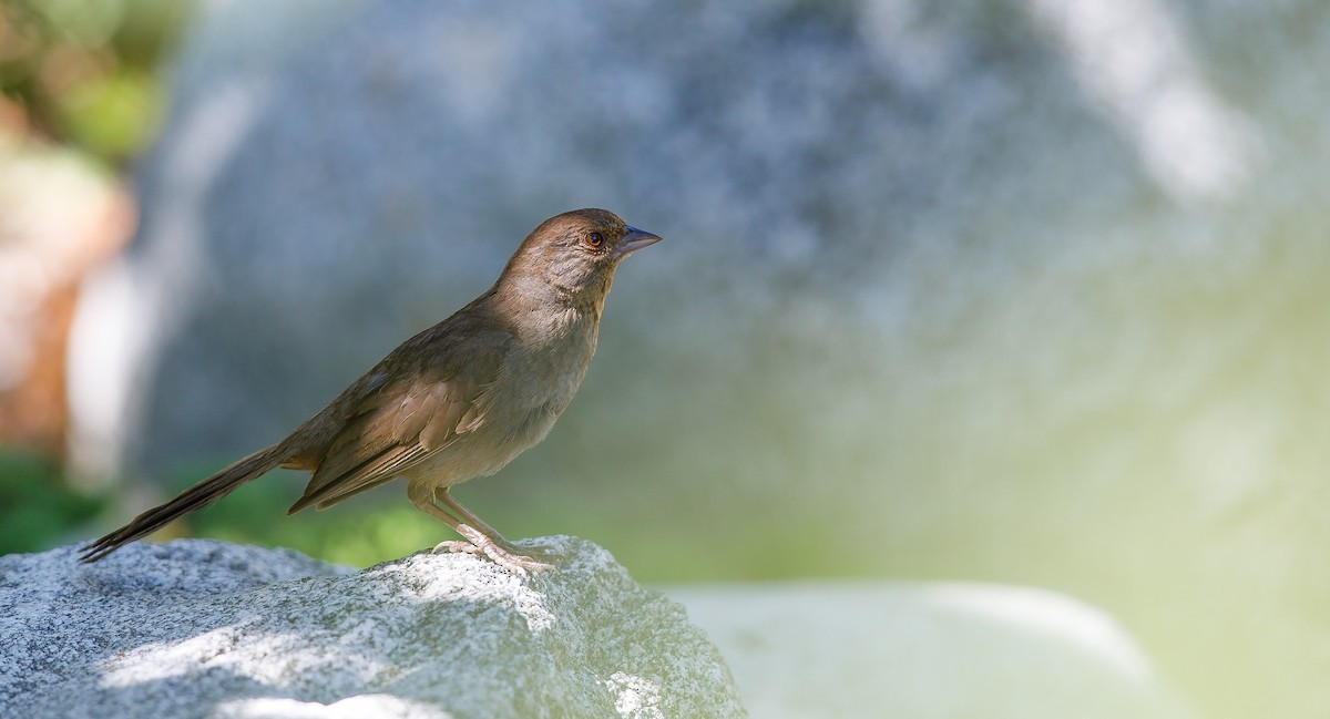 California Towhee - ML622780547