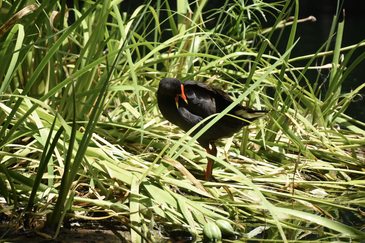 Dusky Moorhen - ML622780568