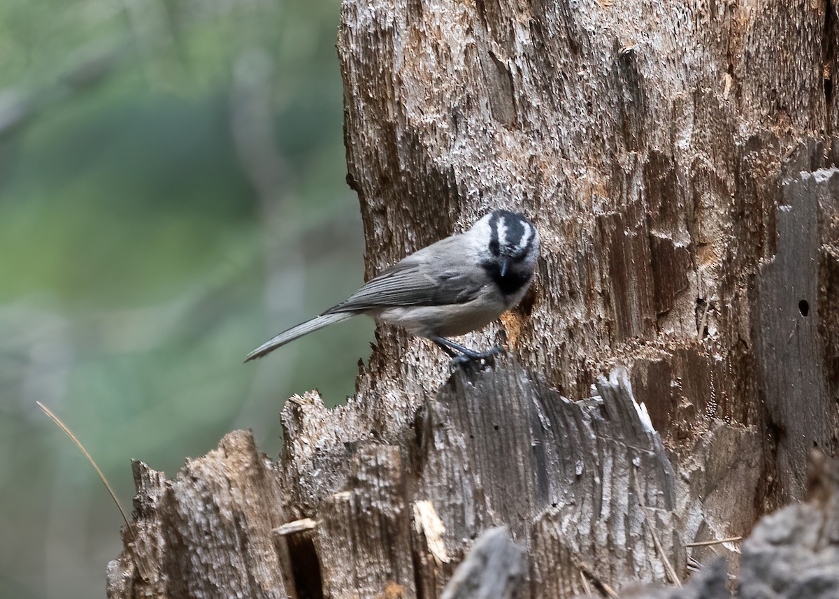 Mountain Chickadee - Cathy Severson