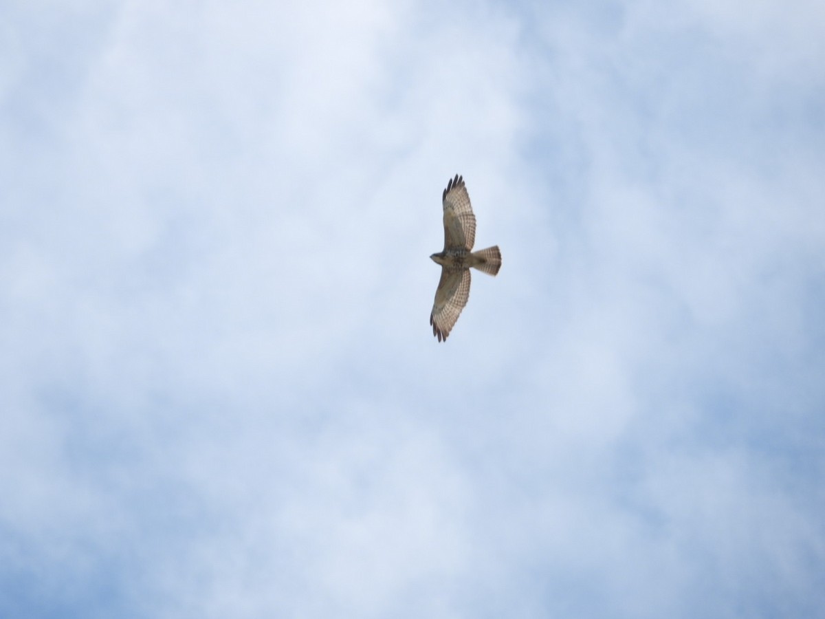 Broad-winged Hawk - Rosanne Petrich