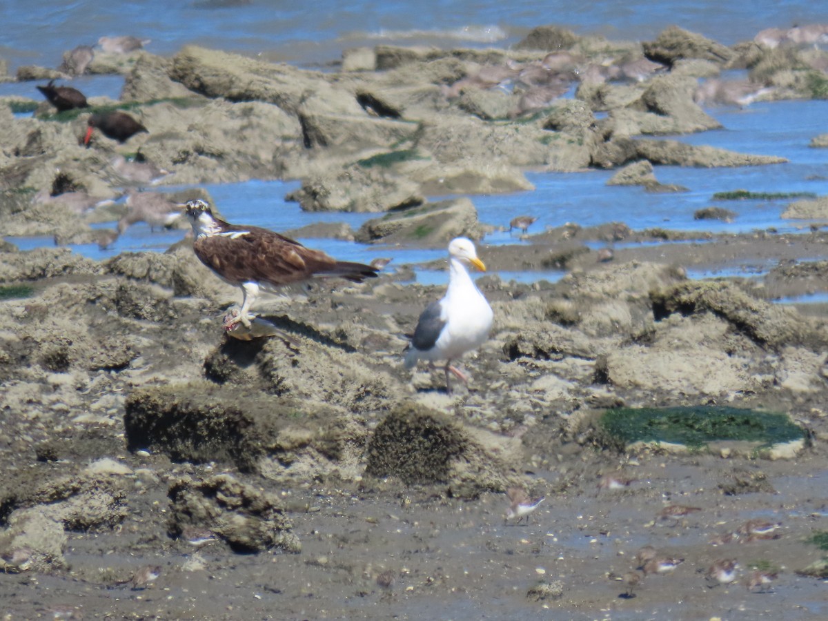 Balbuzard pêcheur - ML622780600