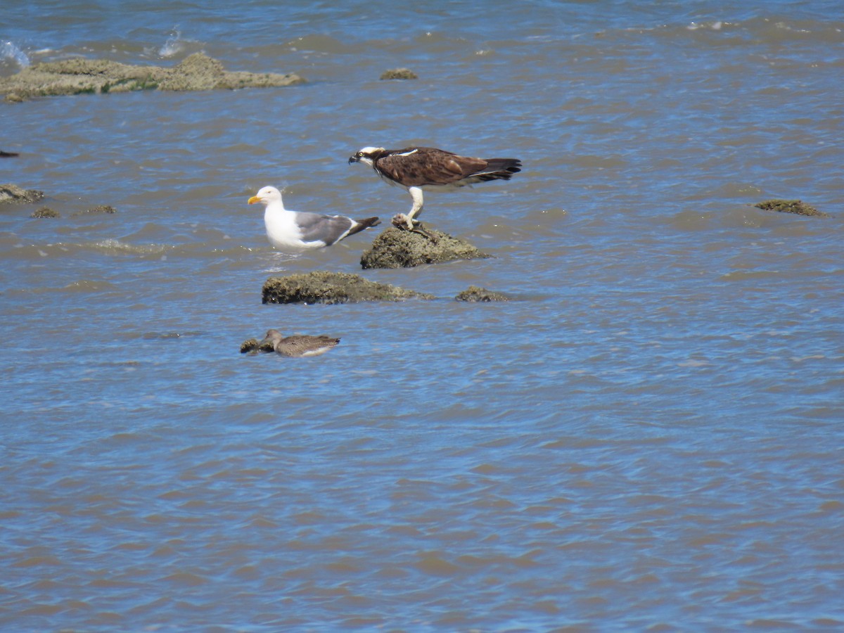 Balbuzard pêcheur - ML622780624