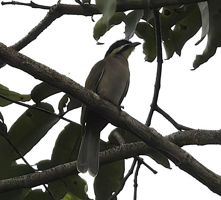 Dwarf Koel - ML622780777