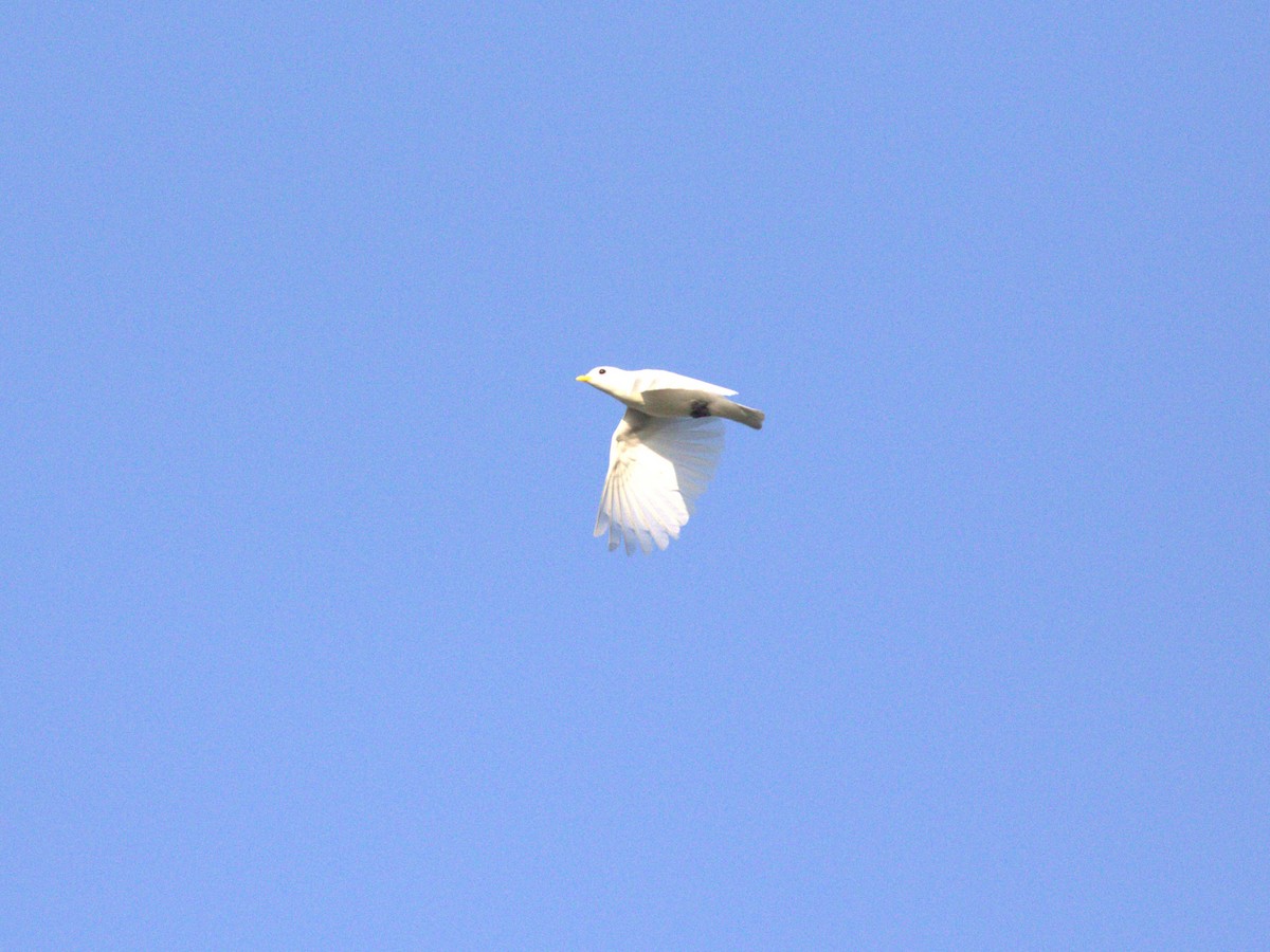 Yellow-billed Cotinga - ML622780871