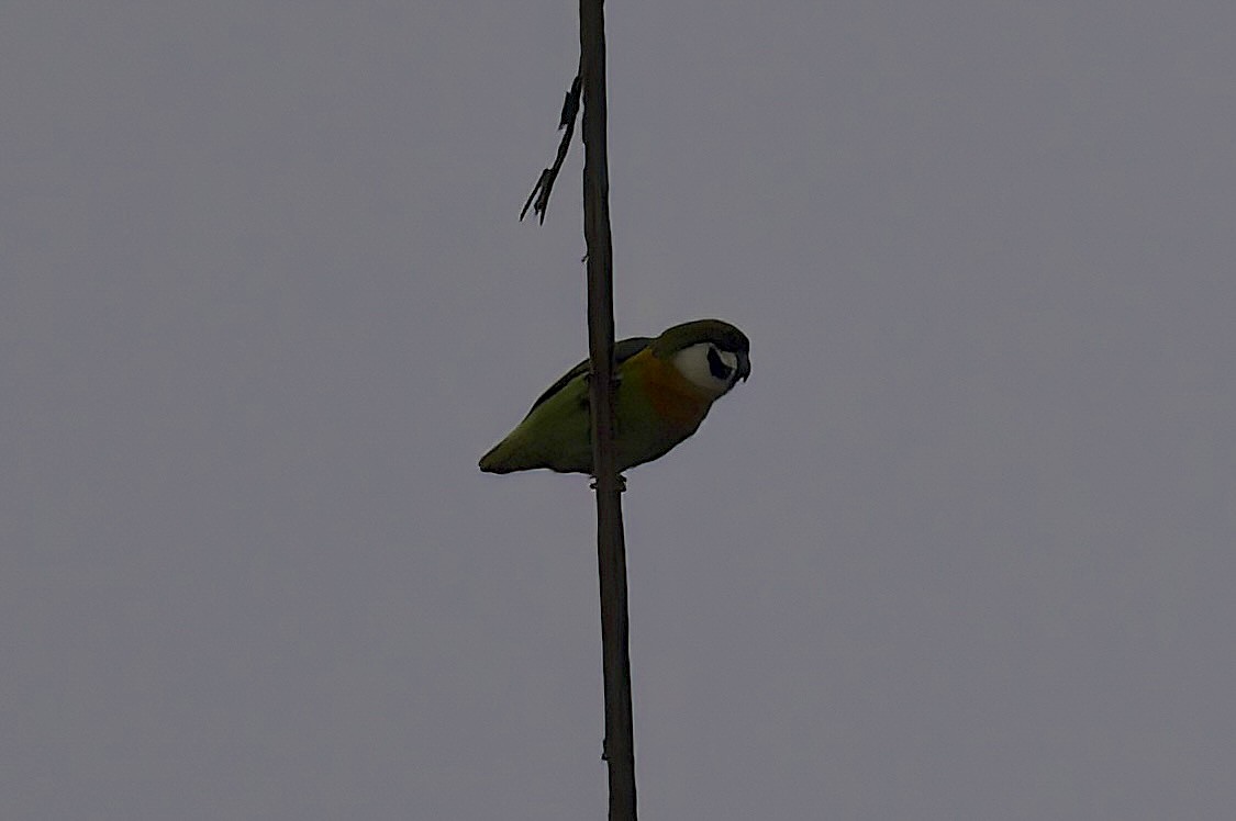 Dusky-cheeked Fig-Parrot - ML622780944