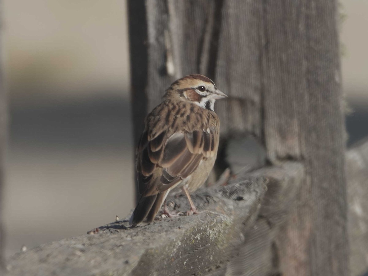 Lark Sparrow - Peter Schneekloth