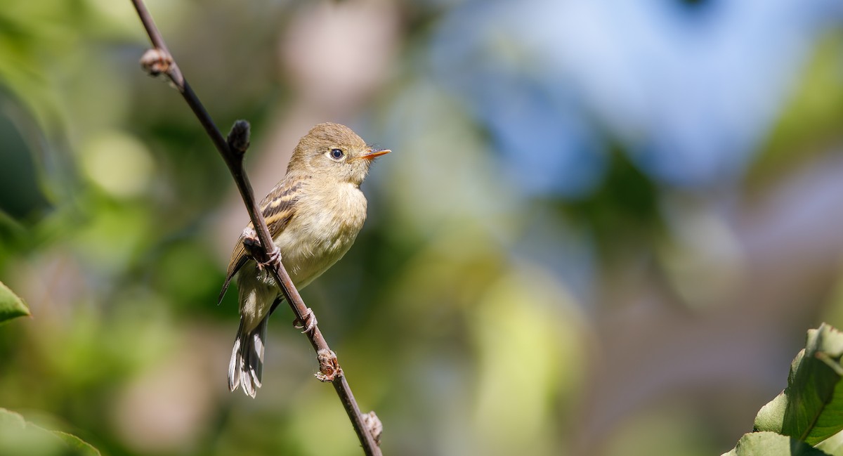 Western Flycatcher (Pacific-slope) - ML622780979