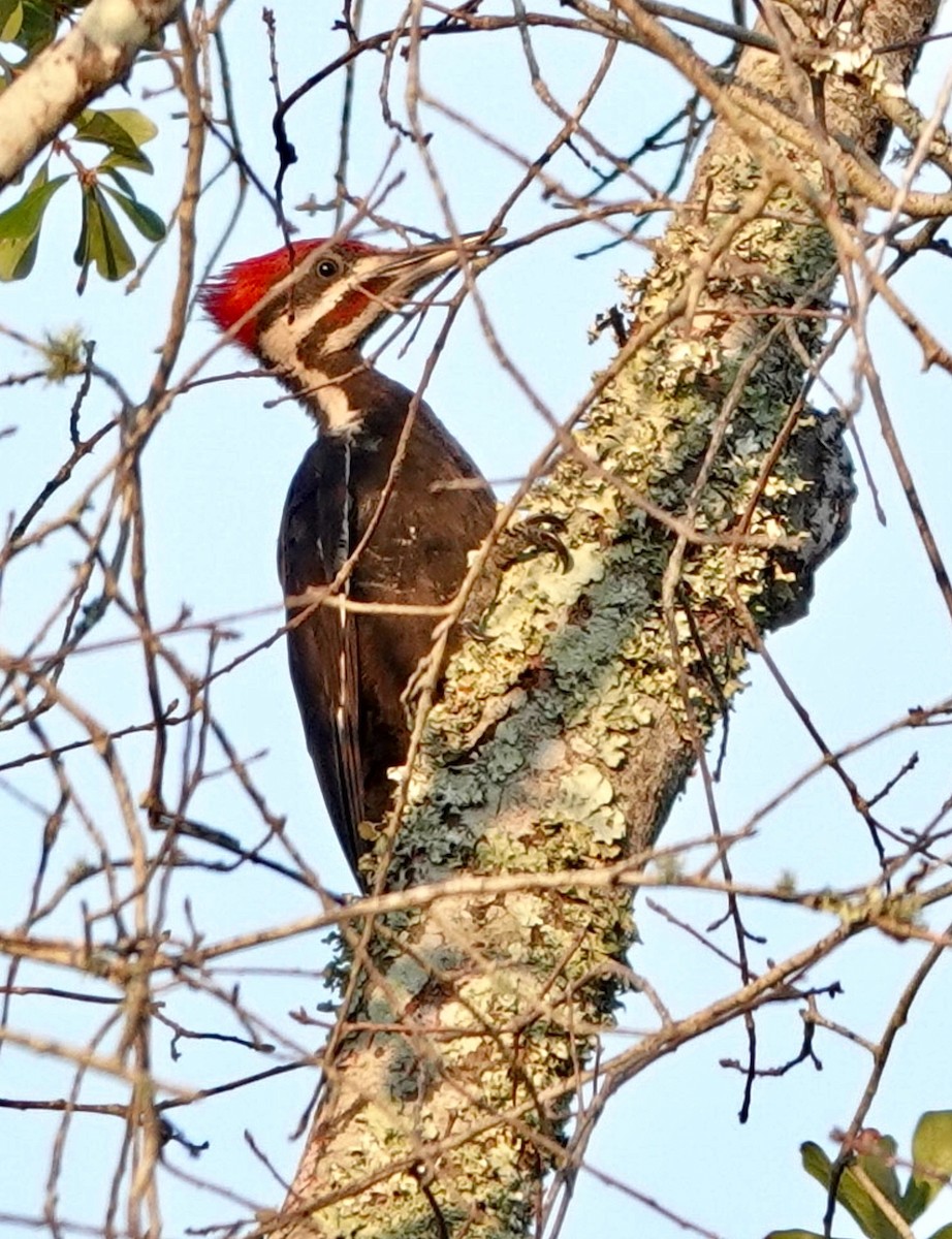 Pileated Woodpecker - Michael Calamari