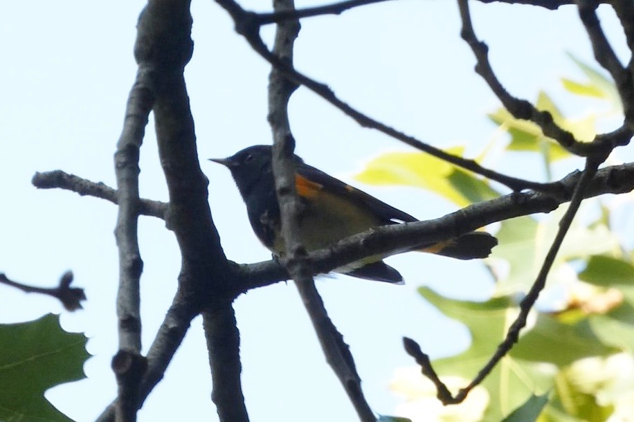 American Redstart - Anonymous