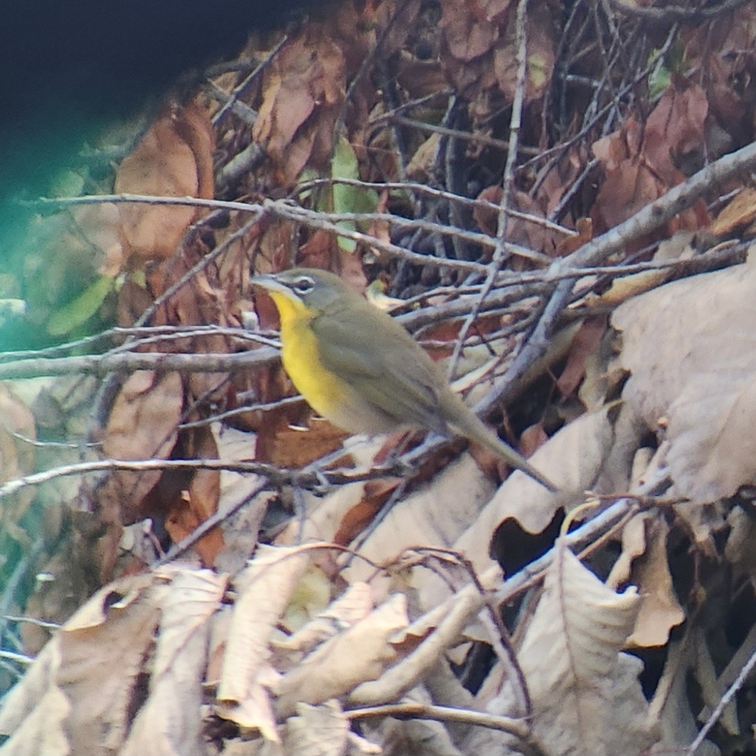 Yellow-breasted Chat - ML622781129