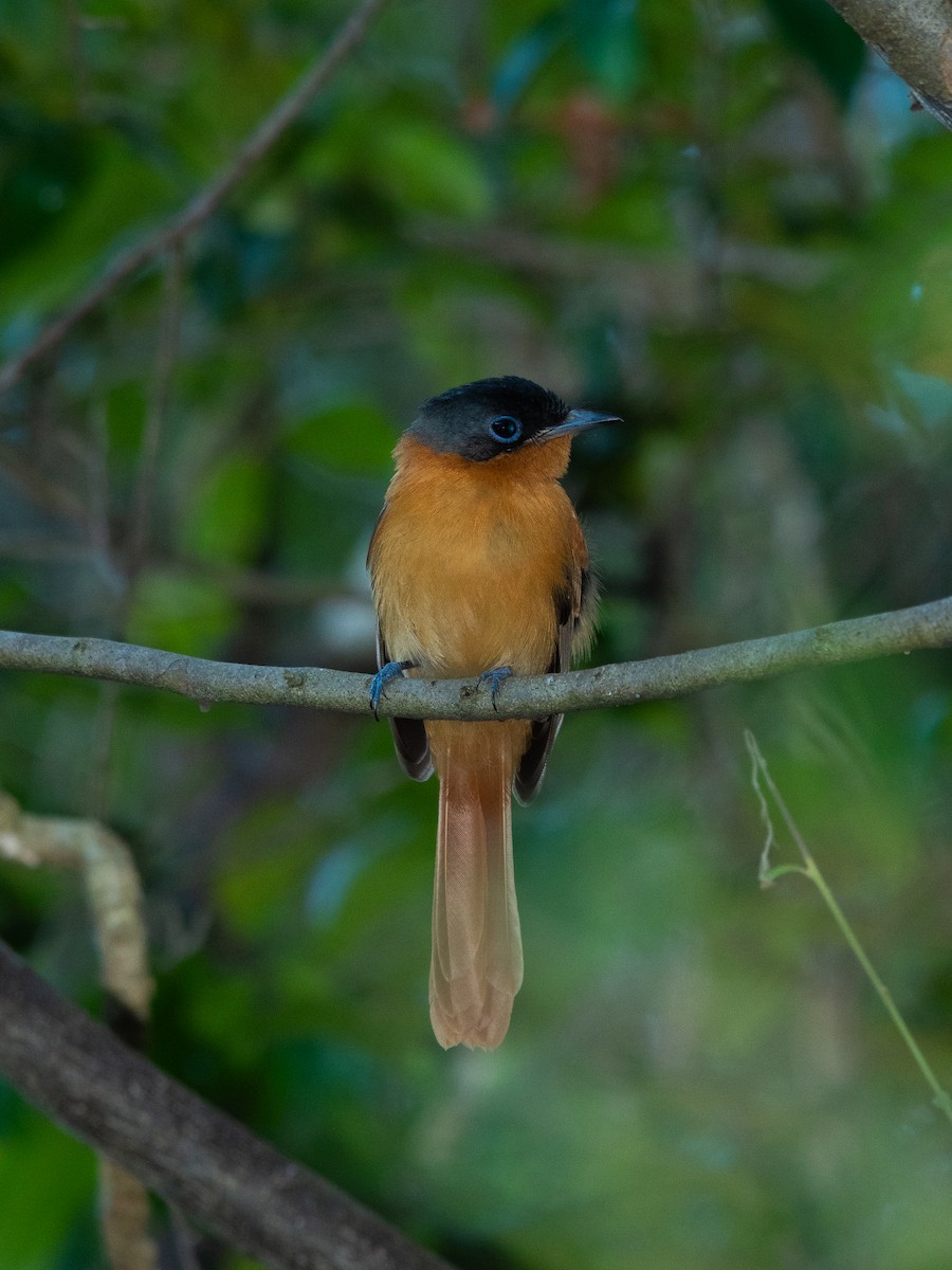 Madagaskar Monarkı - ML622781156