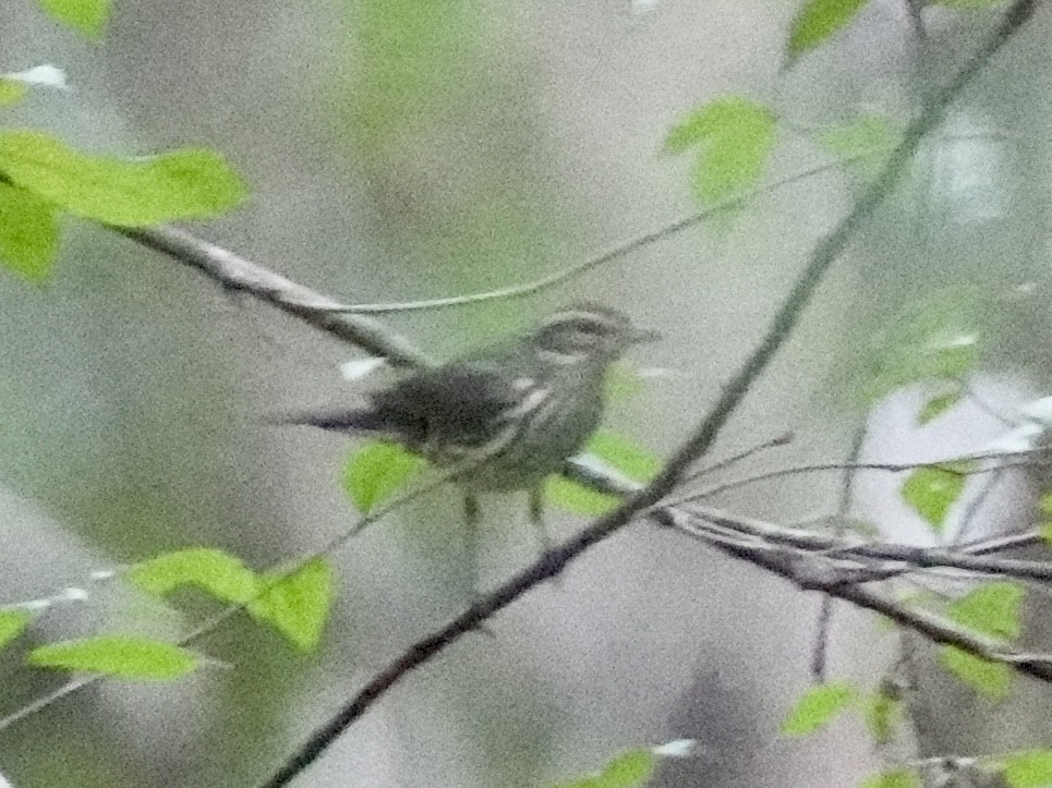 Louisiana/Northern Waterthrush - ML622781195