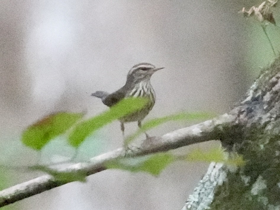 Louisiana/Northern Waterthrush - ML622781196