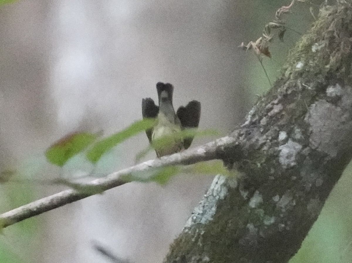 Louisiana/Northern Waterthrush - ML622781197