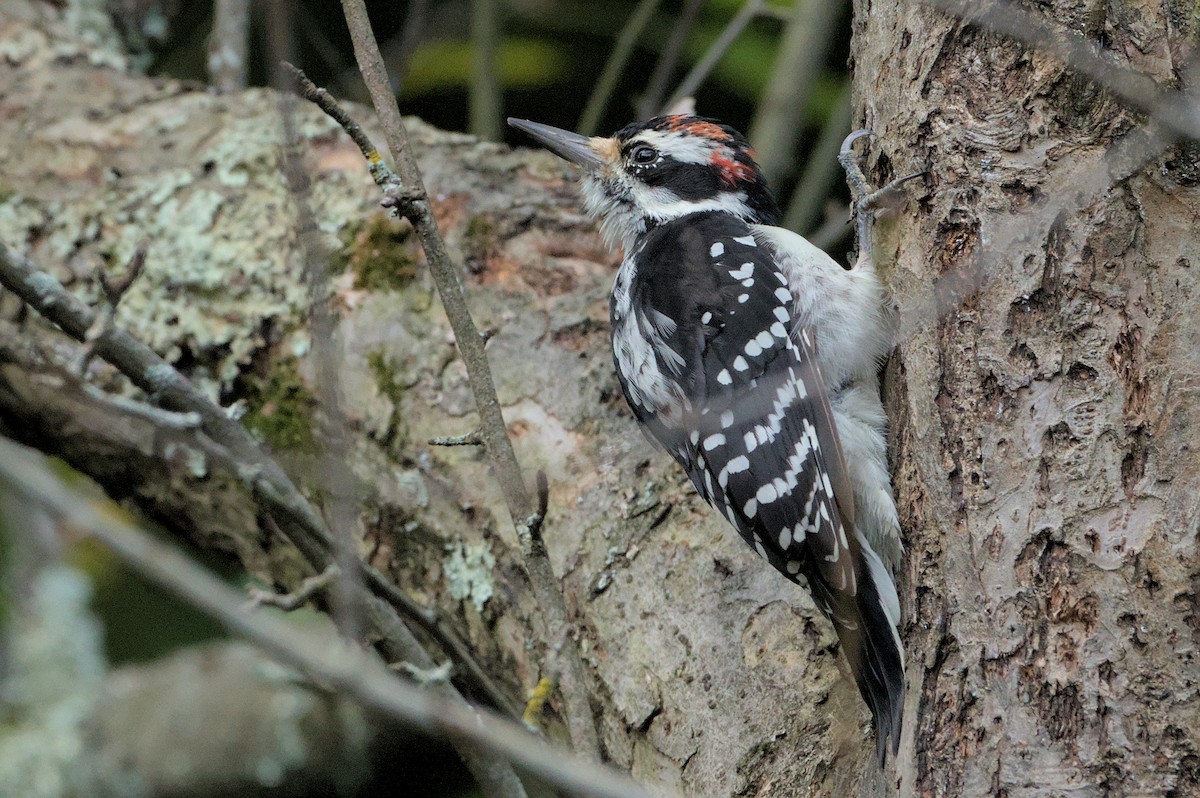 Hairy Woodpecker - ML622781199