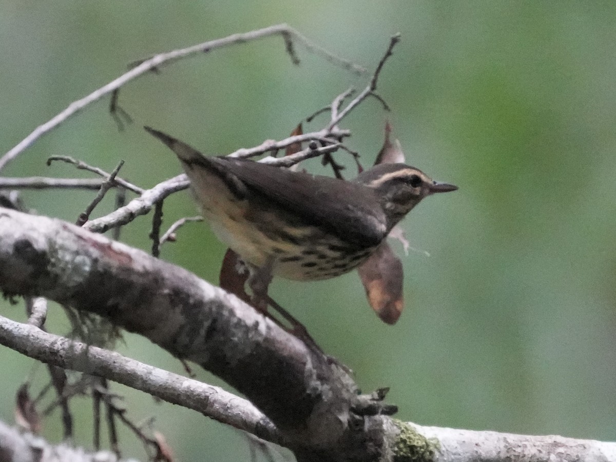 Northern Waterthrush - ML622781202