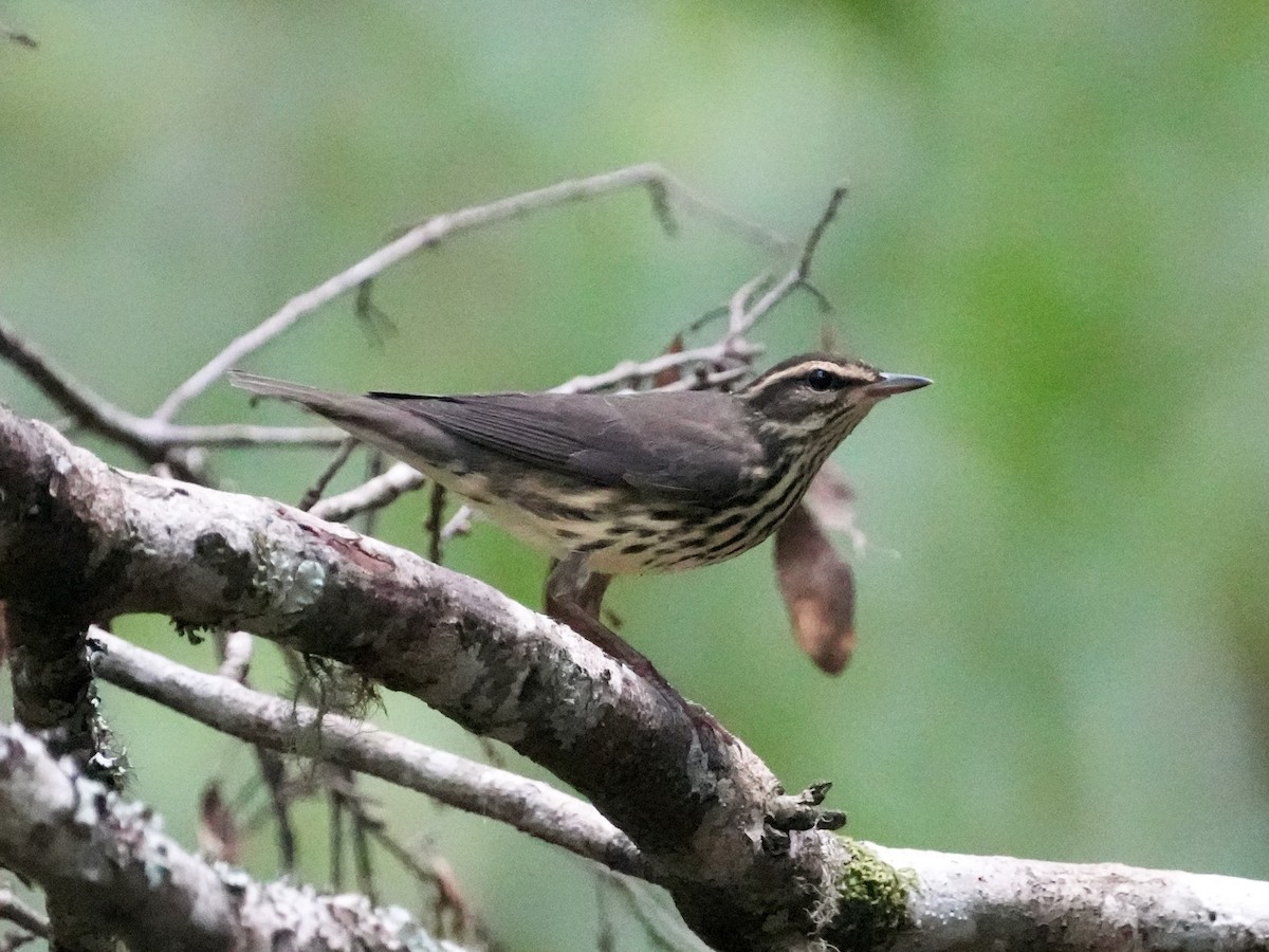 Northern Waterthrush - ML622781204