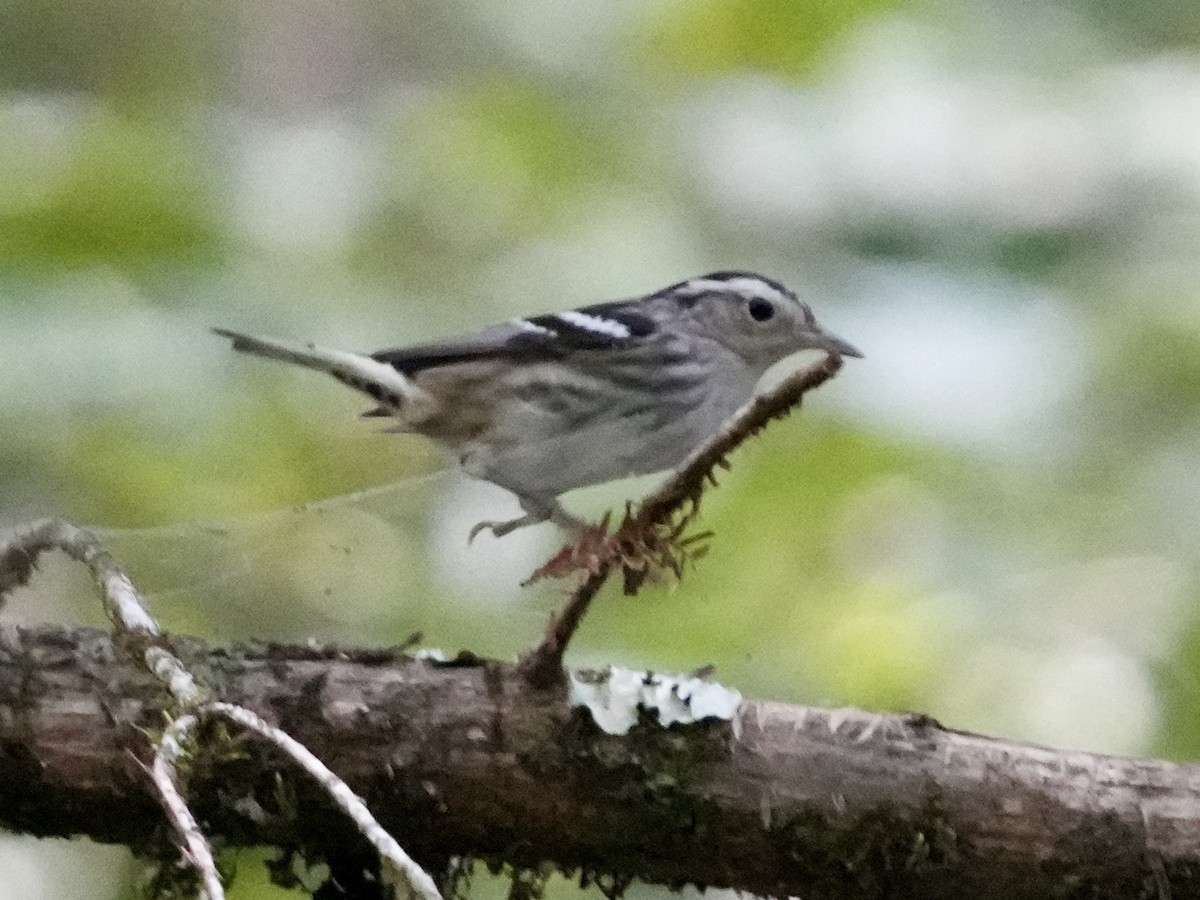 Black-and-white Warbler - ML622781214