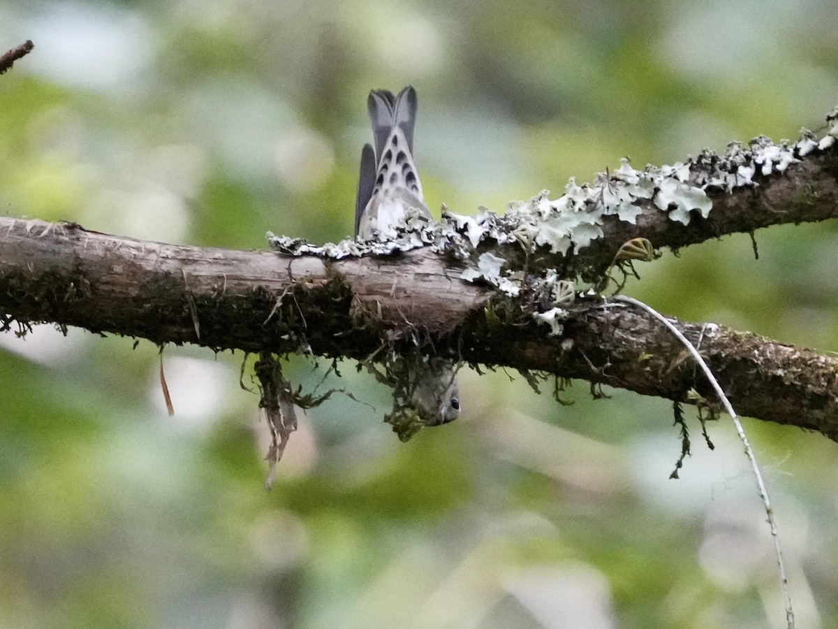 Black-and-white Warbler - ML622781215