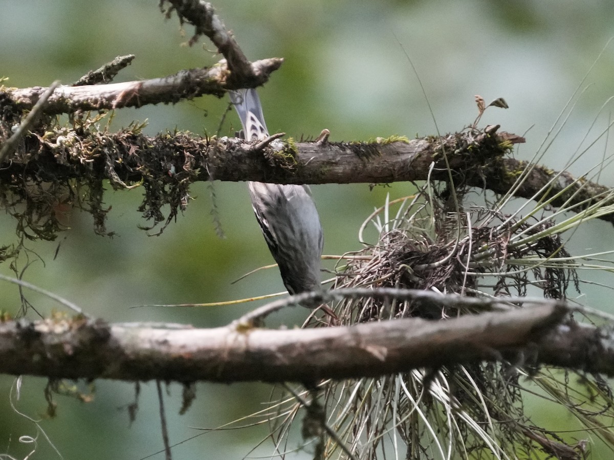 Black-and-white Warbler - ML622781216