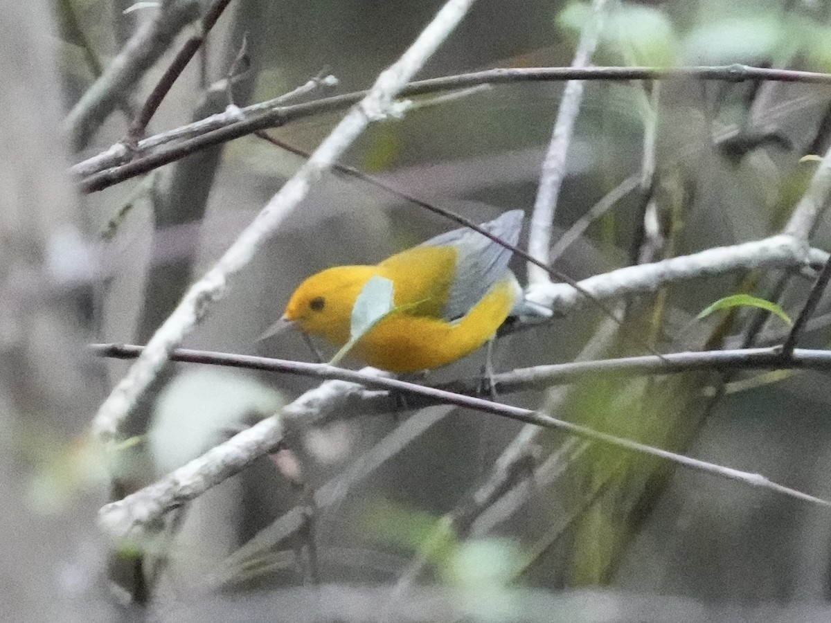 Prothonotary Warbler - ML622781221