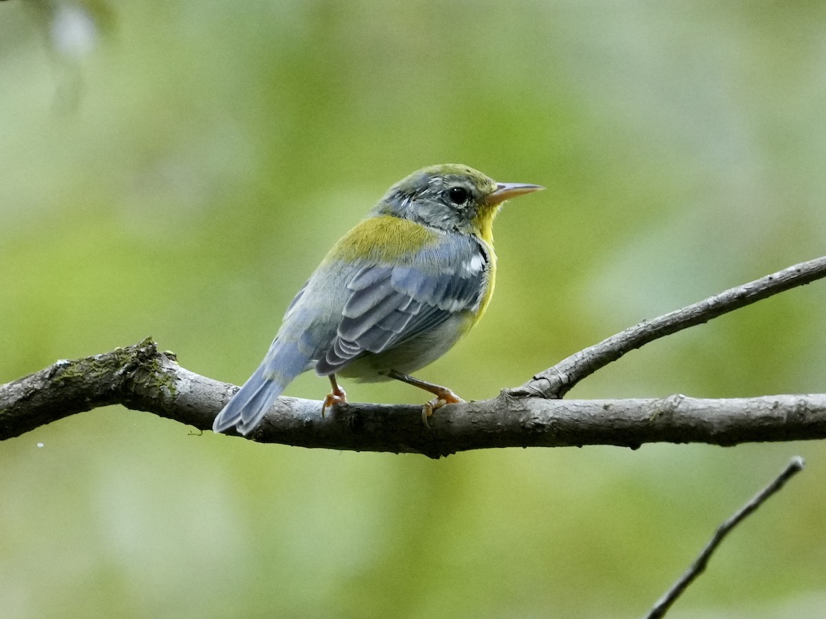 Northern Parula - ML622781224