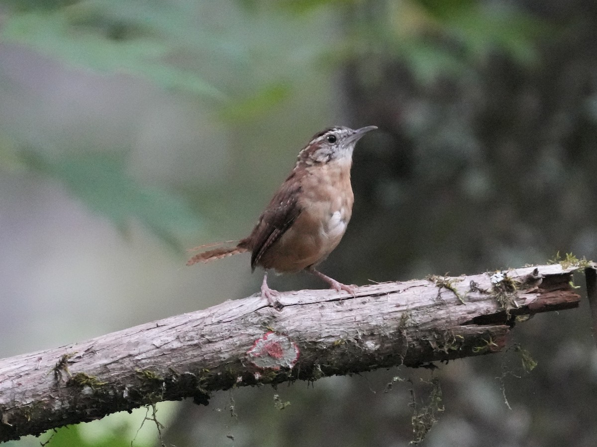 Carolina Wren - ML622781230