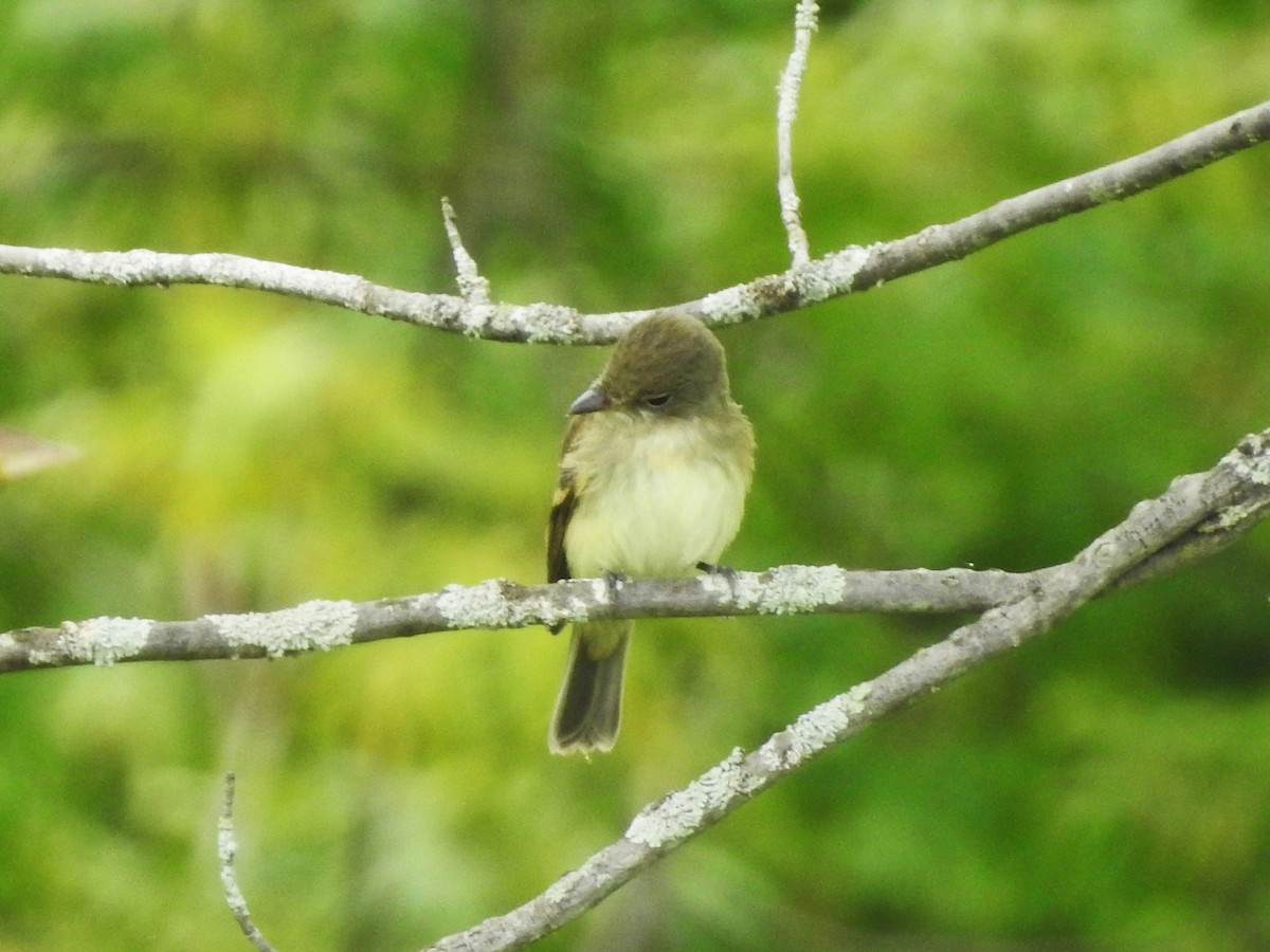 Willow Flycatcher - Mike Ferguson