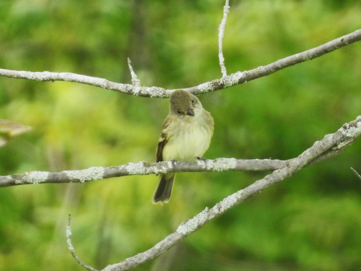 Willow Flycatcher - Mike Ferguson