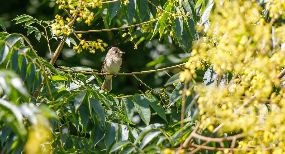 Western Flycatcher (Pacific-slope) - ML622781241