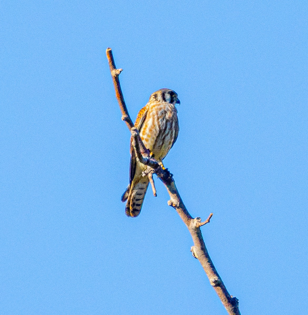 American Kestrel - Ben  Valdez