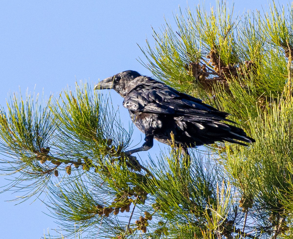 Common Raven - ML622781277