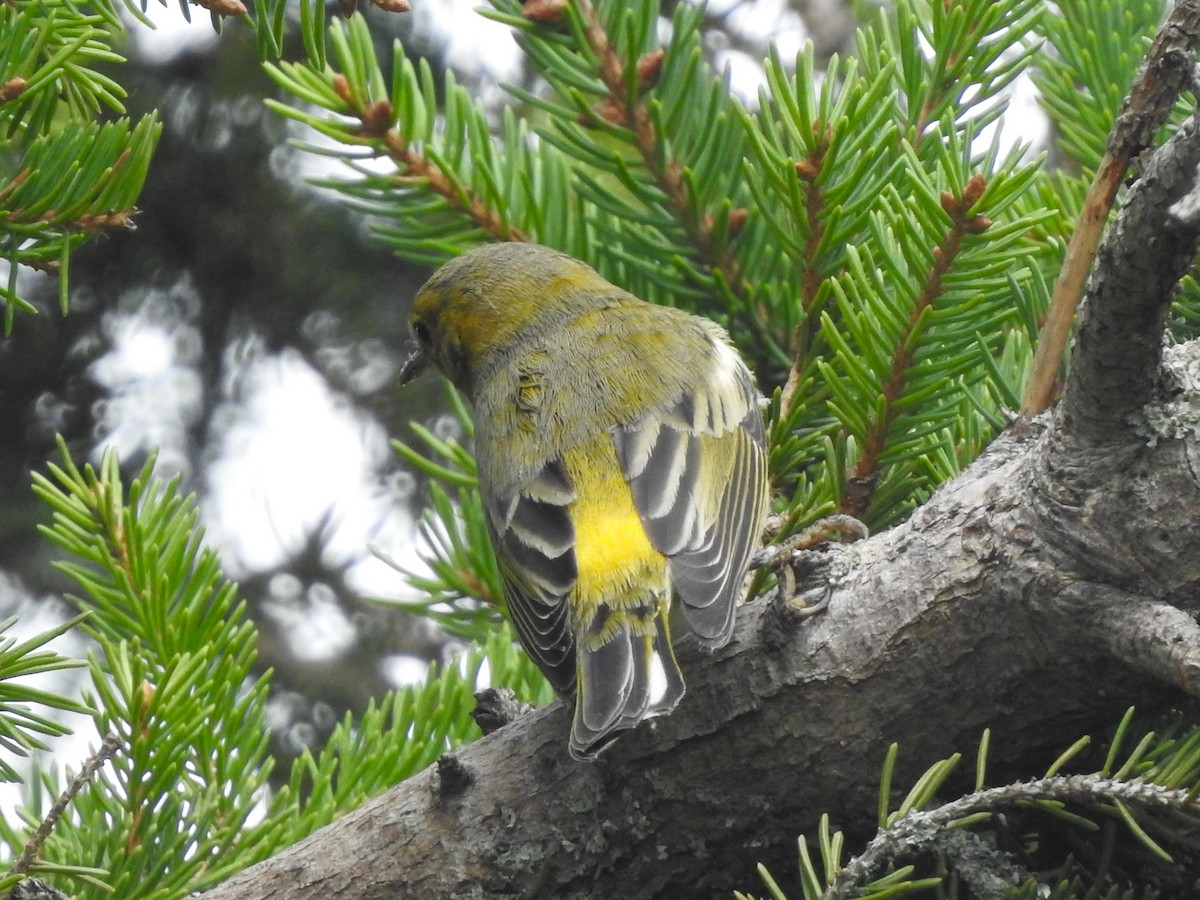 Cape May Warbler - Mike Ferguson