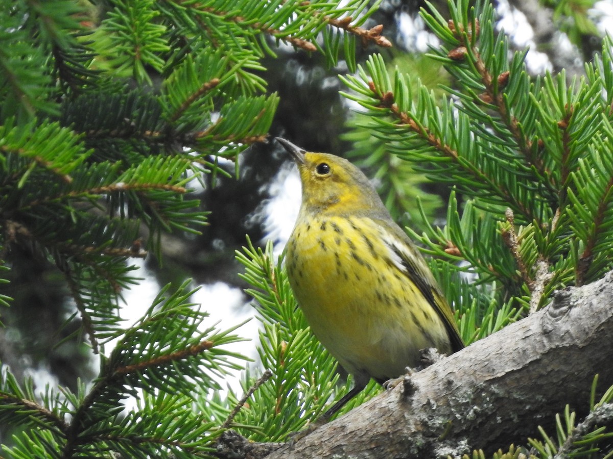 Cape May Warbler - ML622781281