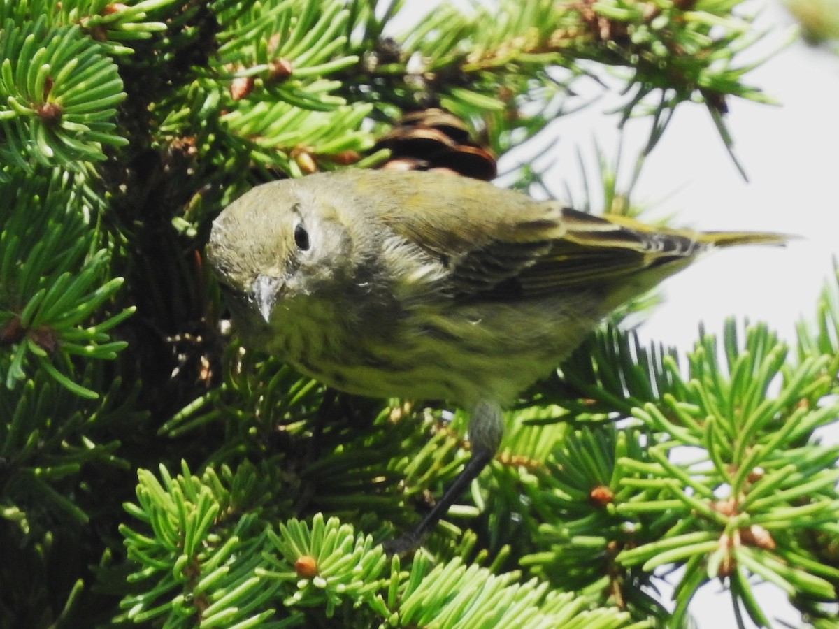 Cape May Warbler - Mike Ferguson