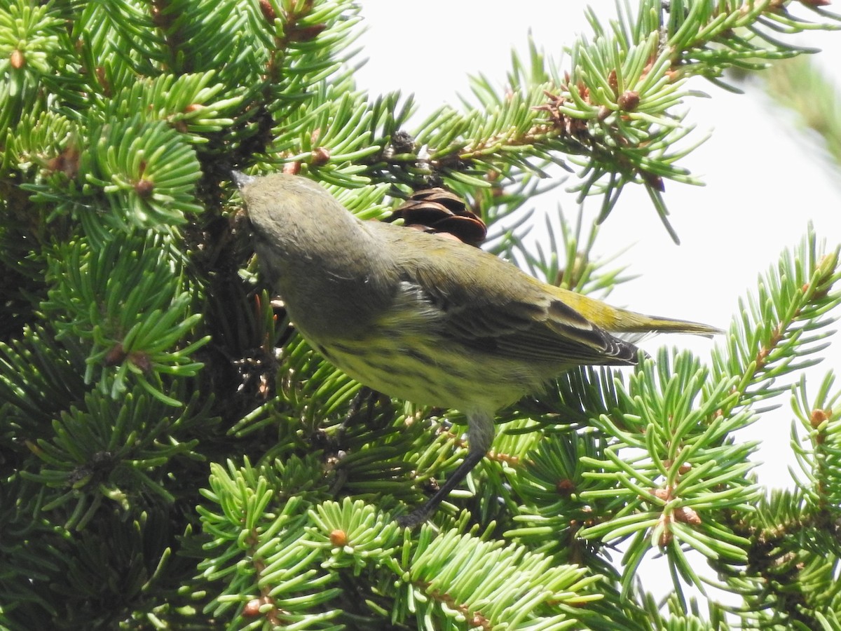 Cape May Warbler - ML622781283