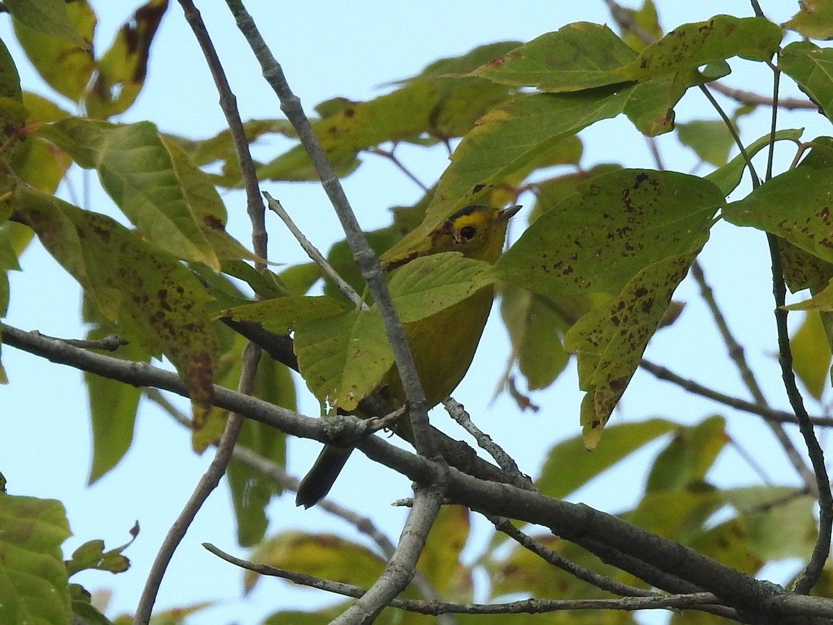 Wilson's Warbler - ML622781297