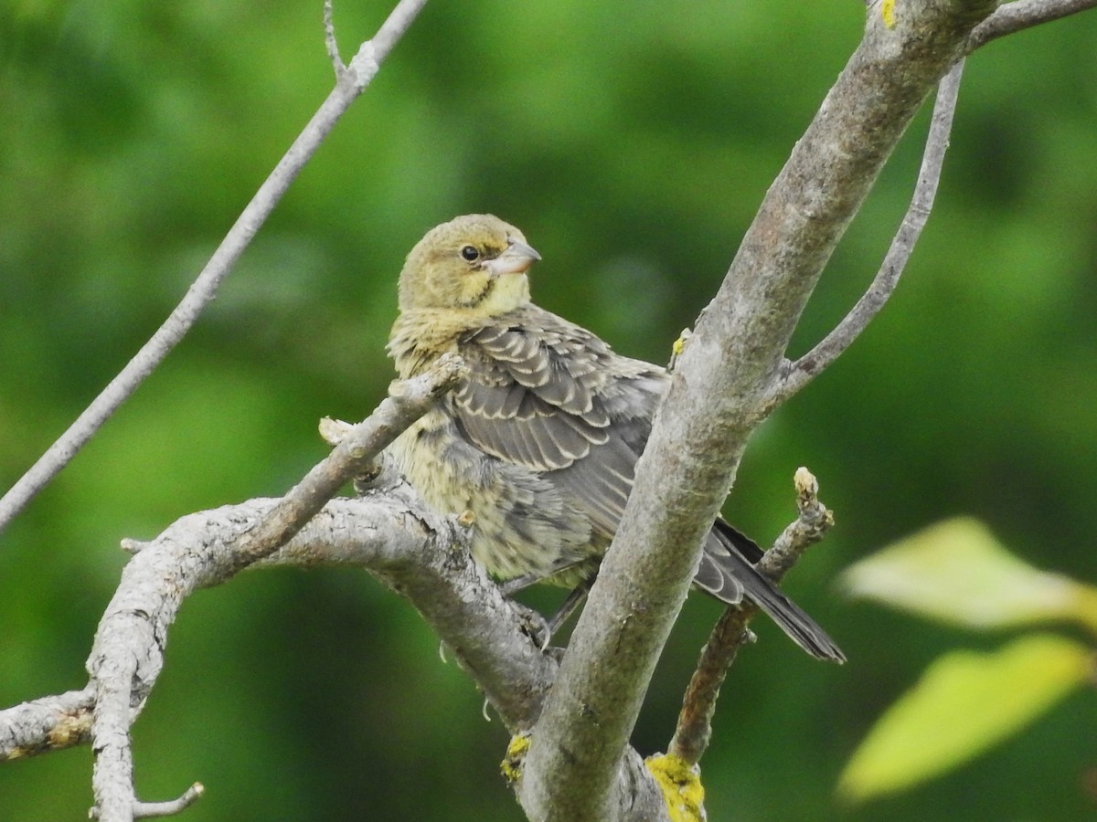 Brown-headed Cowbird - ML622781306