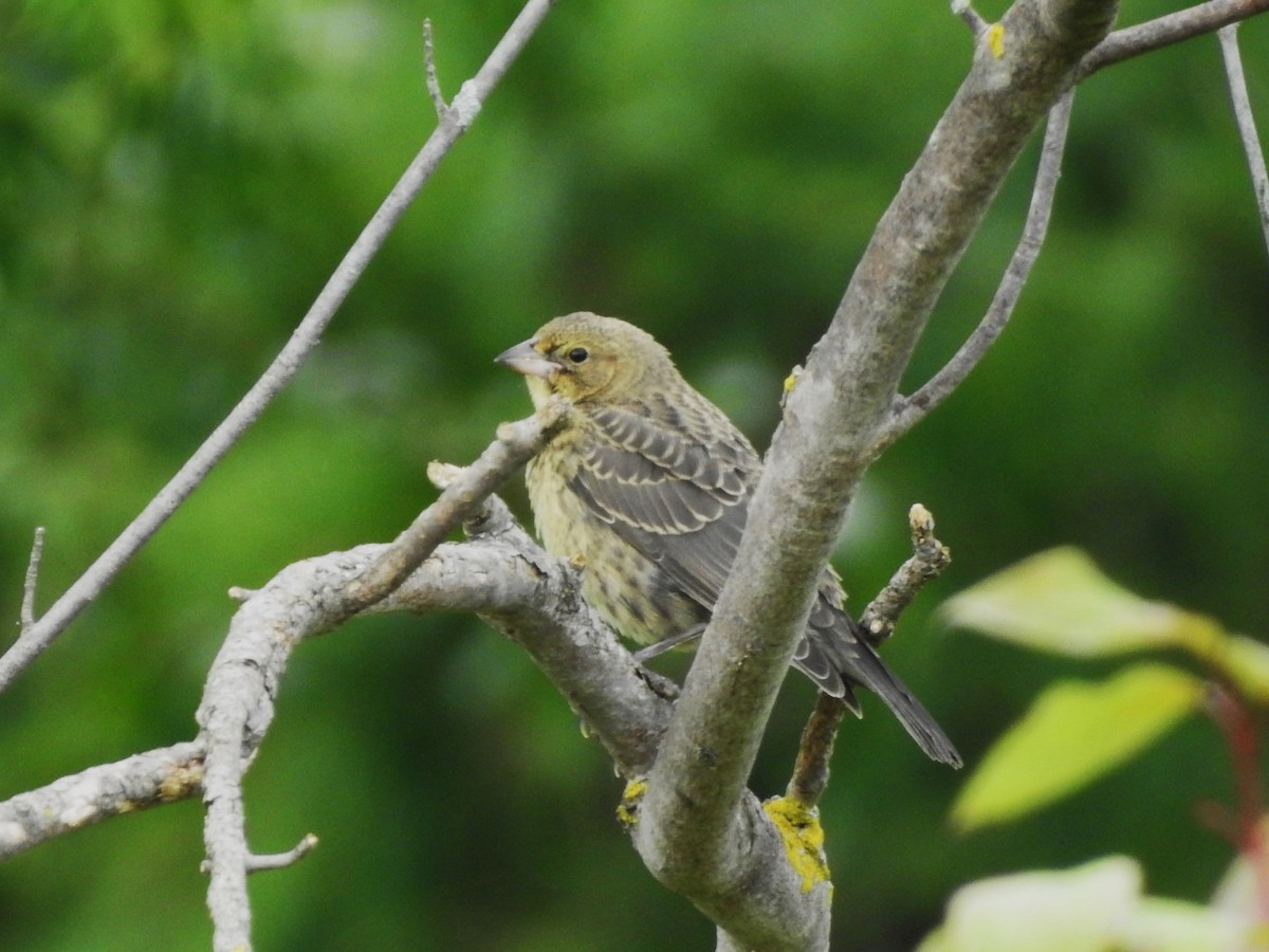 Brown-headed Cowbird - ML622781307