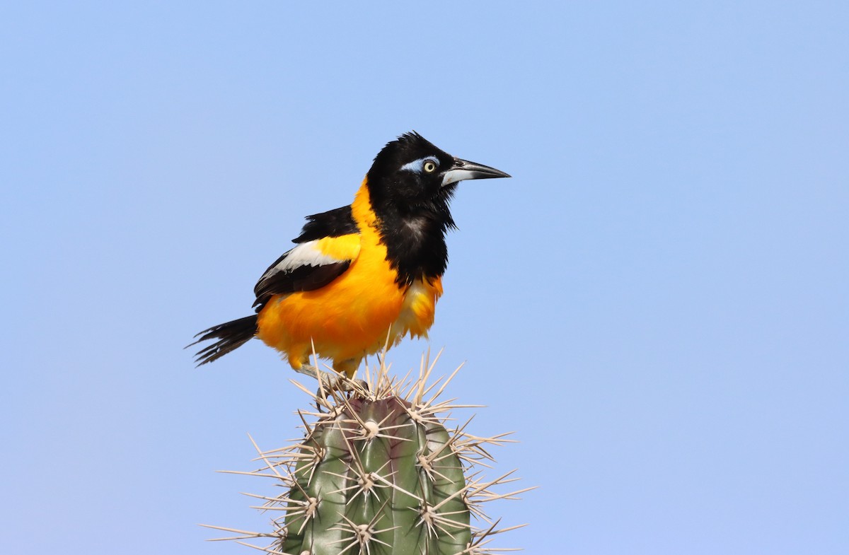 Venezuelan Troupial - ML622781315