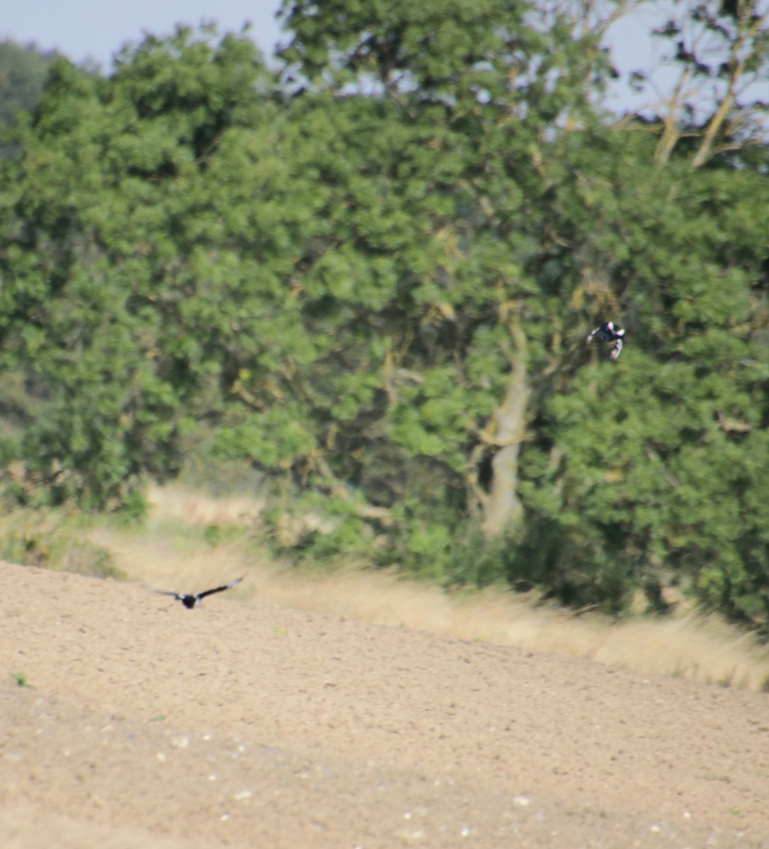 Eurasian Magpie (Eurasian) - ML622781326