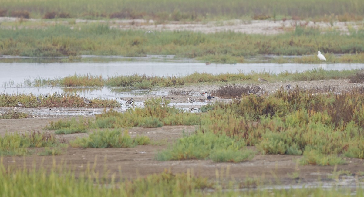 Водоріз американський (підвид niger) - ML622781386