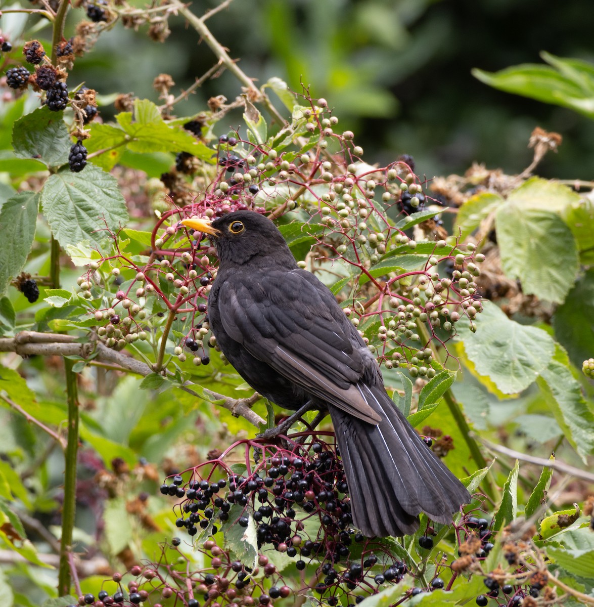 Eurasian Blackbird - ML622781435