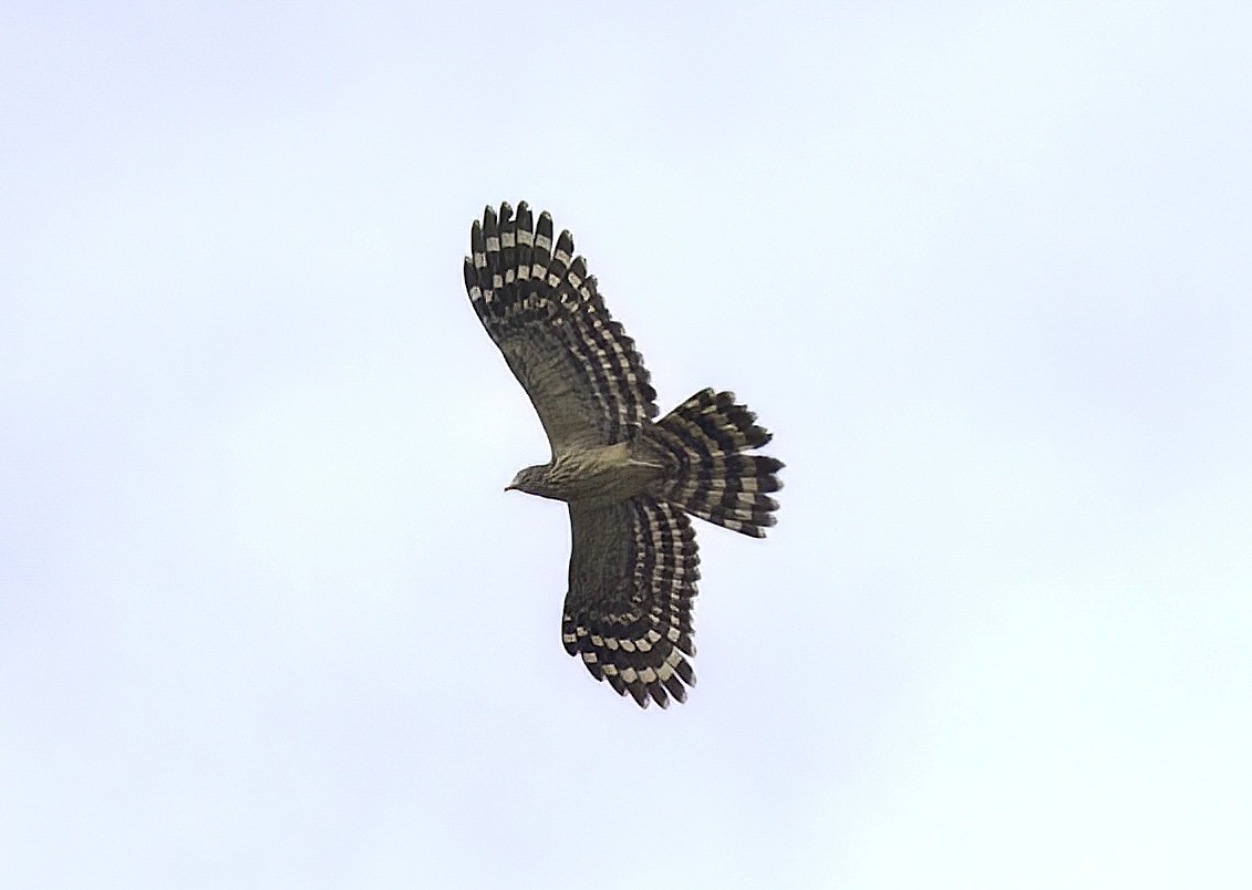 Long-tailed Honey-buzzard - ML622781504