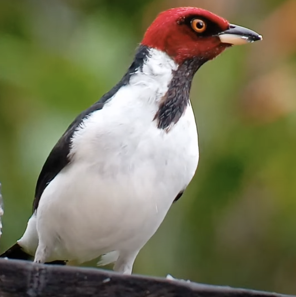 Red-capped Cardinal - ML622781518