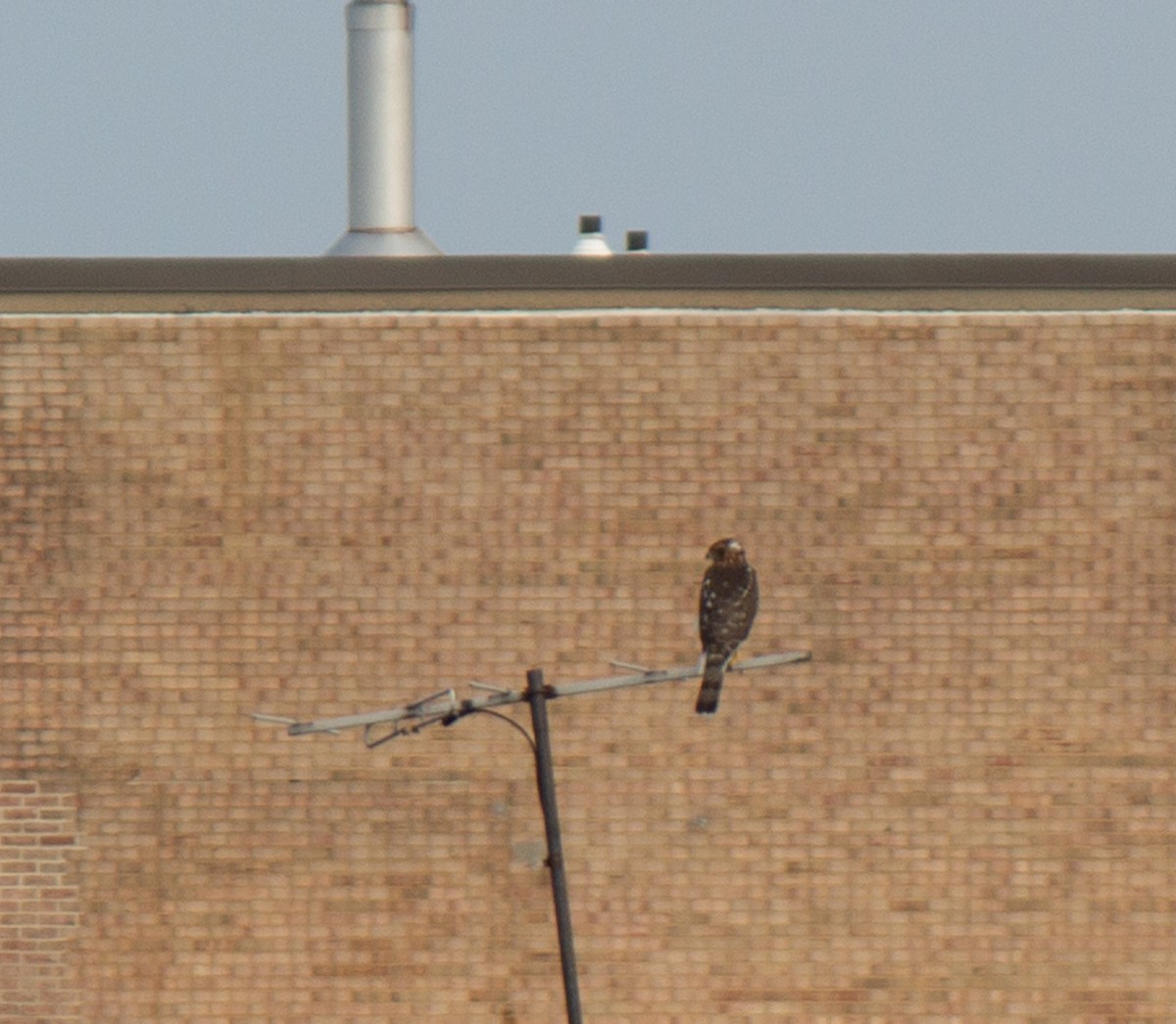 Cooper's Hawk - Will Shattuck