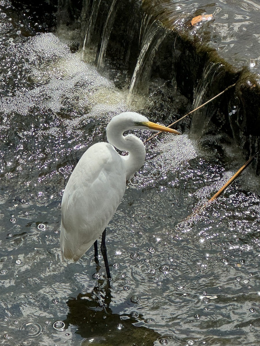 Great Egret - Bill Behrle