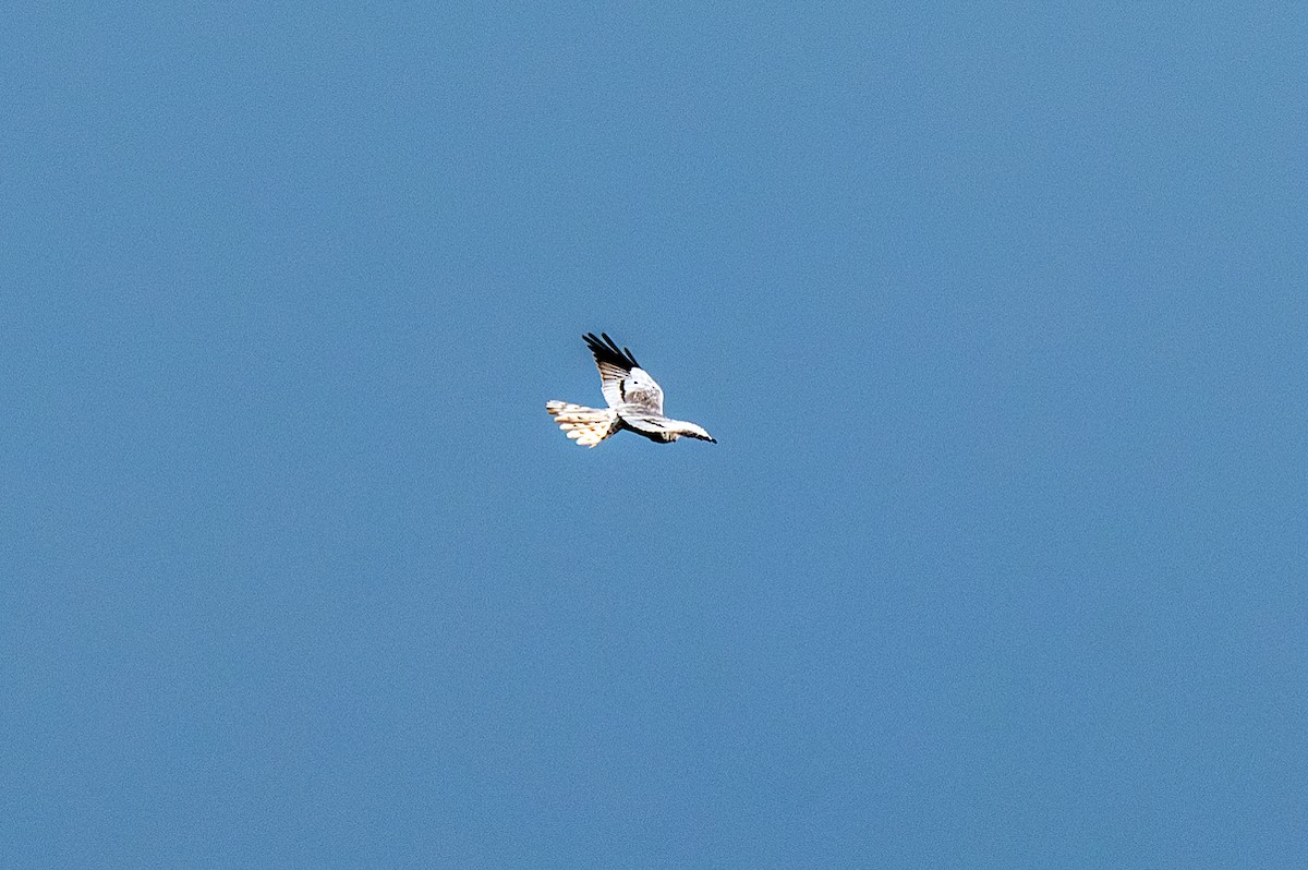 Montagu's Harrier - ML622781718