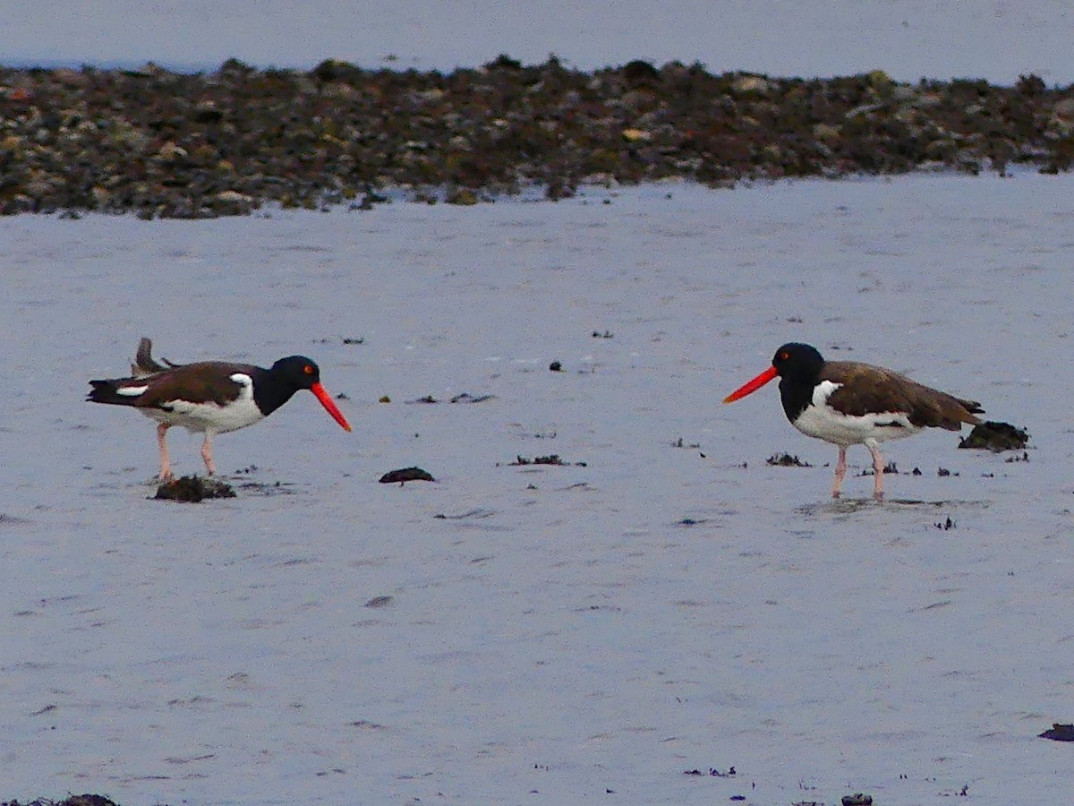 American Oystercatcher - Molly C