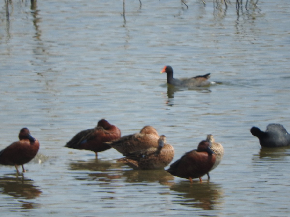 Cinnamon Teal - ML622781749